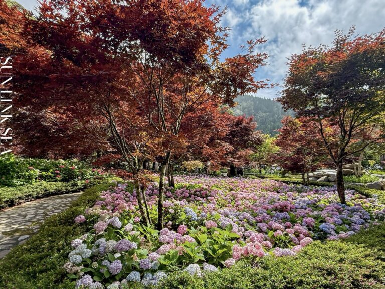走進杉林溪森林步道|在雨後放晴的花卉中心,遇見繡球花海