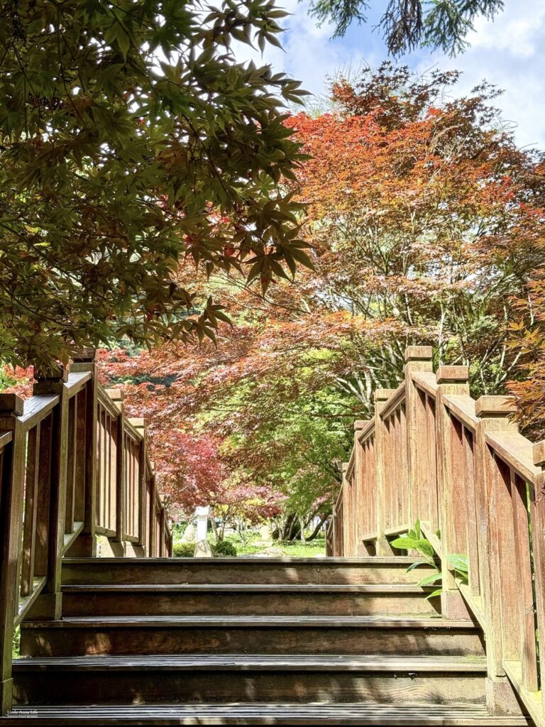 杉林溪花卉中心轉紅的楓樹