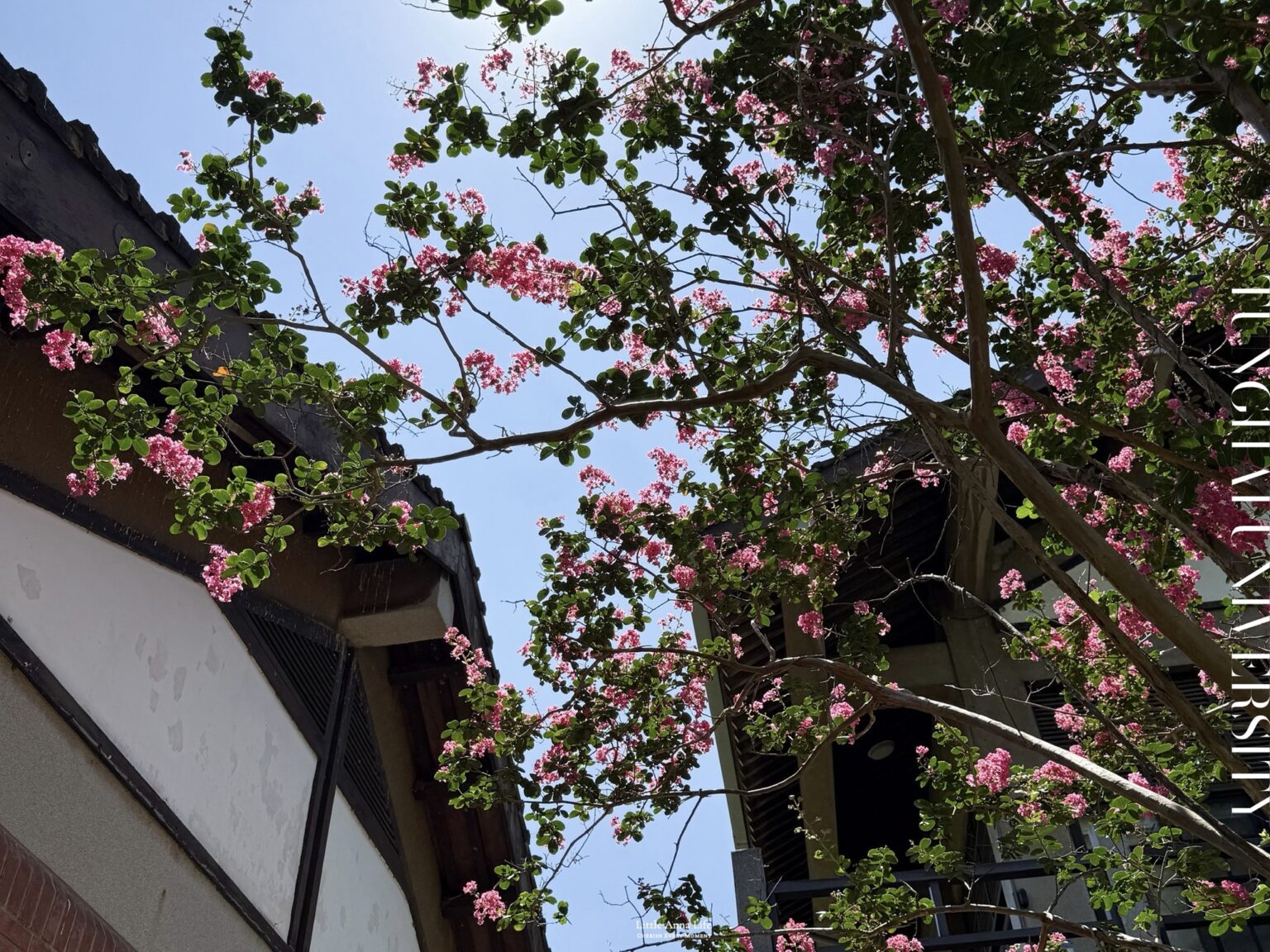 東海大學親子小旅行｜路思義教堂、牧場與原點餐廳
